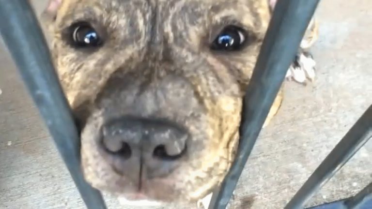 This dog was deemed worthless, One family took a chance on him!