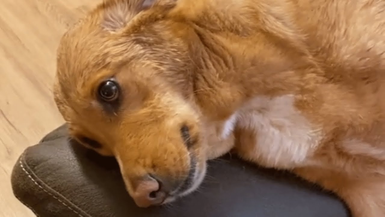 This dog was dumped roadside in a box, Now she’s living her best life!