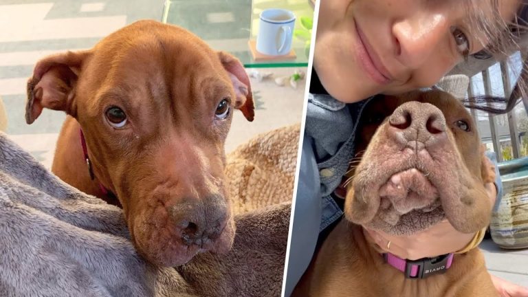 This dog was hopelessly broken, Then a woman showered her with love!