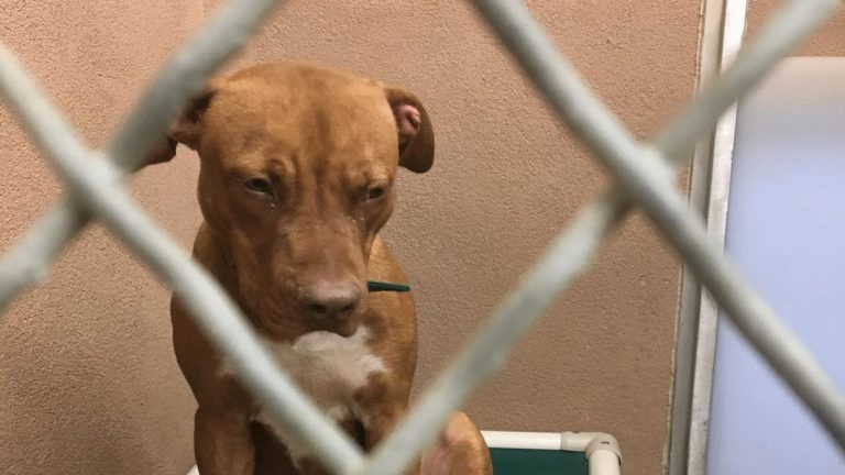 This dog was nearly euthanized twice because he’s a pit bull, See his life now!