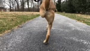 This may be the fastest dog on ‘two legs’ and a big heart!