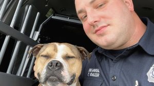 This pit bull with permanent smile was saved from dog fighting ring