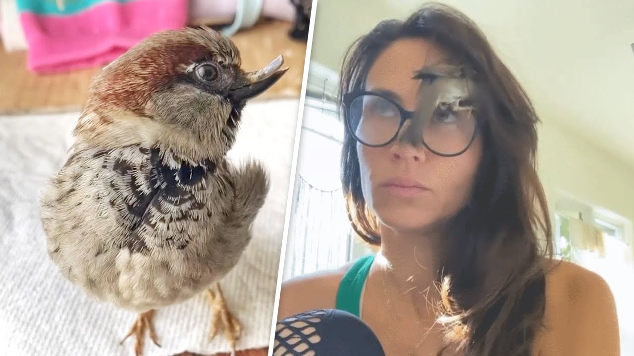 This rescued sparrow is convinced he’s a dog