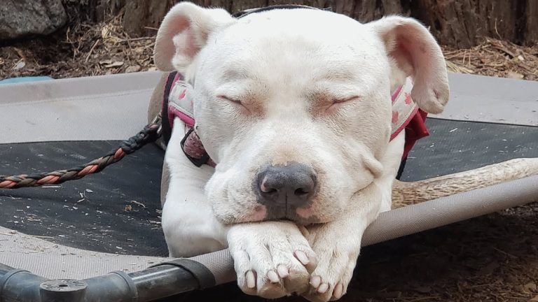 This unwanted dog was dumped on freeway, It was the best thing that happened to her!