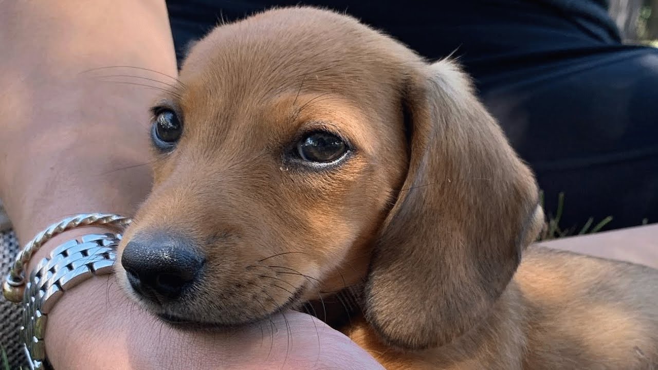 Tiny, wise dog missing an off button