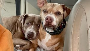 Two senior dogs lost their best friend. Now they keep snuggling each other