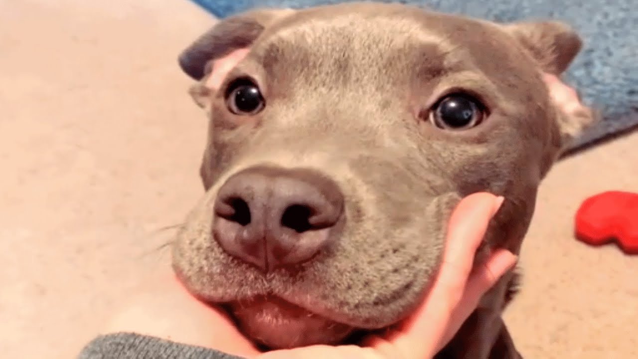 Unwanted dog gets the best mom, And a sister from another mother!