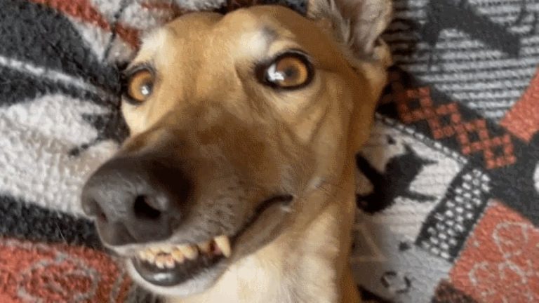 Unwanted greyhound keeps grinning after adoption