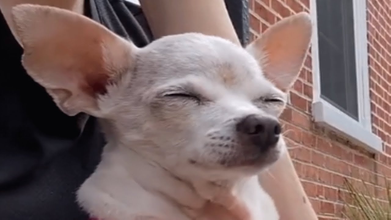 Woman adopts senior chihuahua, Then she discovers his unusual behaviour!