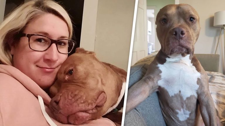 Woman brings home a dog, But apparently he’d rather be human!