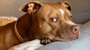 Woman brings home a shelter dog, And discovers she’s scared of wind!