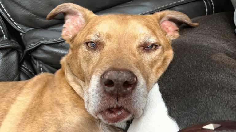 Woman brings home an ‘old’ shelter dog. Then discovers his real age!