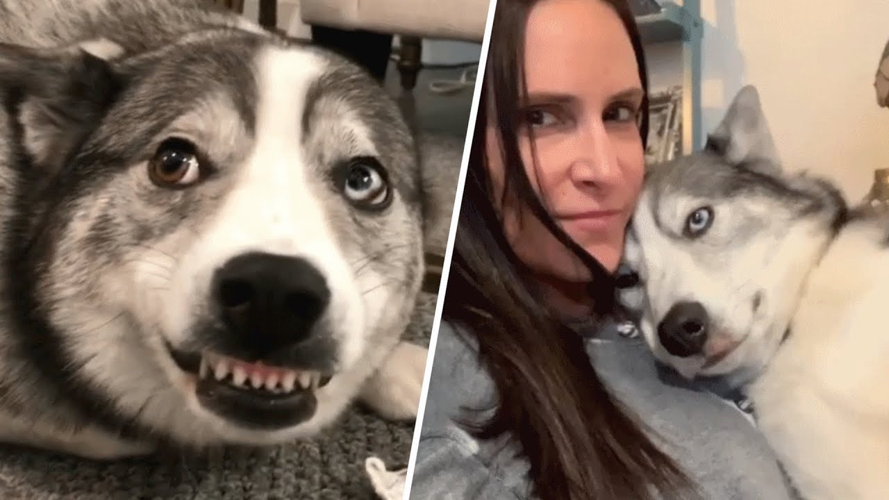 Woman discovers her dog was allergic to humans and ants, And now he’s her soulmate dog!