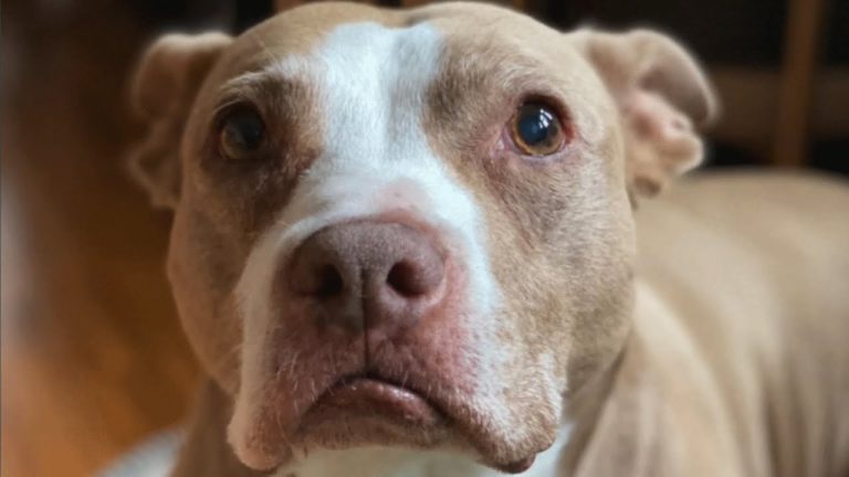 Woman gave this shelter dog best retirement before her passing