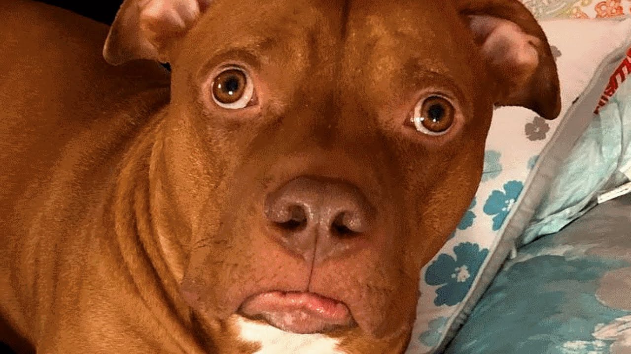 Woman says people don’t like her dog because of his looks