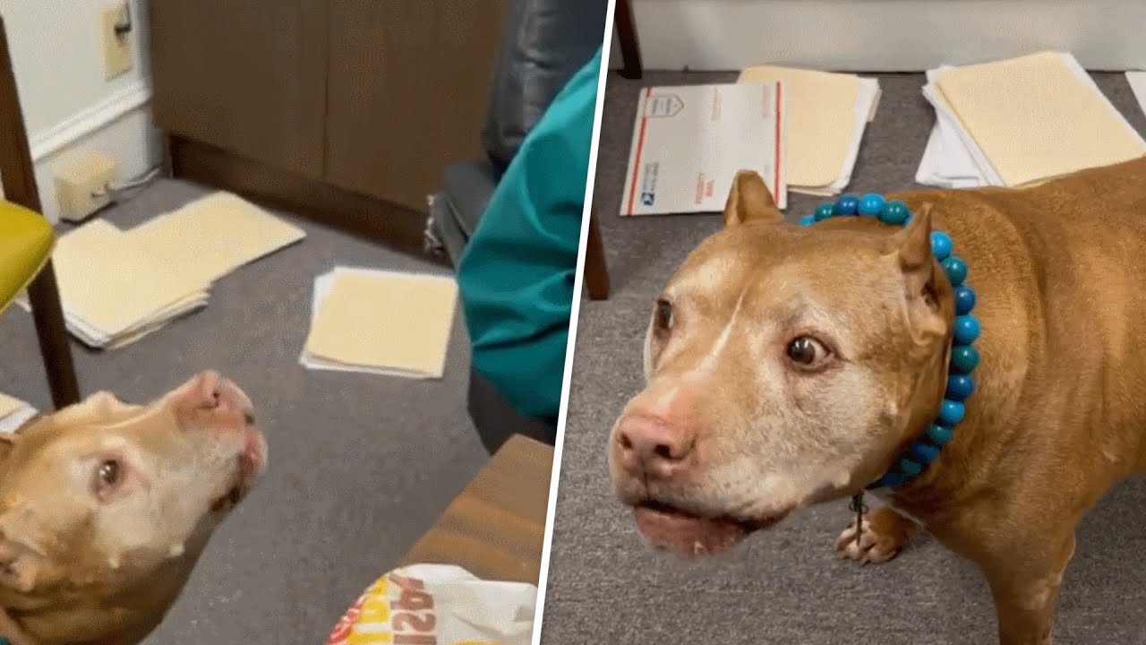 Woman takes rescue dog to work, he starts yelling at the boss!