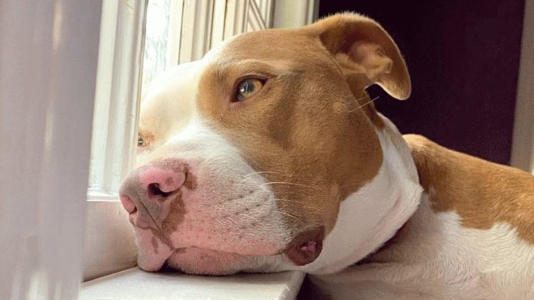 Woman was advised not to help this dog because he’s a pit bull