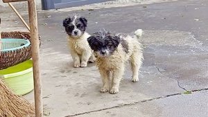 Two stray sister dogs showed up in my yard,asking me to take them in and hoping to settle down here