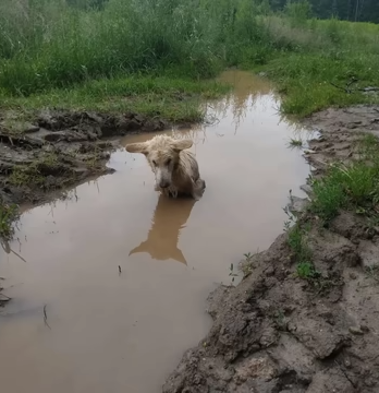 He Was Found In a Puddle In The Forest, Trying Everything But Can't Escape