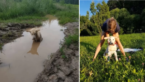 Highly Injured Puppy, Badly Trapped In a Puddle and has no Strength is Finally Rescued!